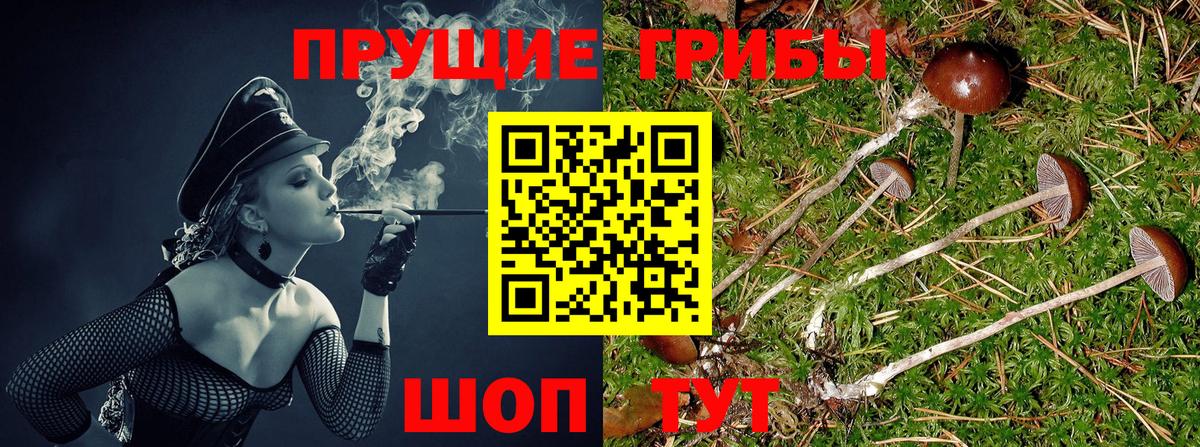 Псилоцибиновые грибы Psilocybine cubensis Учалы